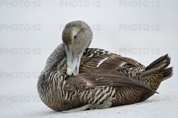 Eiderente (Somateria mollissima), Eider, Weibchen sitzt am Strand und putzt sich, Juni, Duene der Insel Helgoland, Schleswig-Holstein, Deutschland