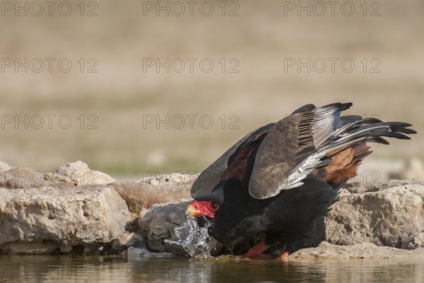 Bateleur (Terathopius ecaudatus) female drinking, Northern Cape, South Africa