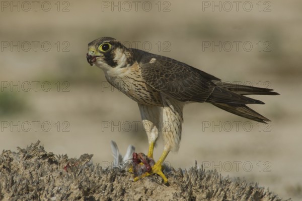 Barbary Falcon (Falco pelegrinoides), Oman