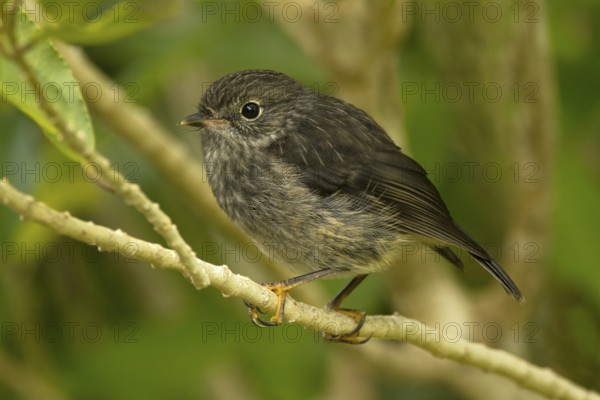 New Zealand Robin (Petroica australis) juvenile, New Zealand