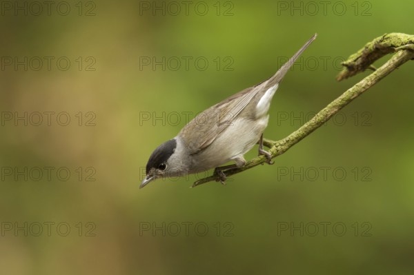 Eurasian Blackcap (Sylvia atricapilla) male, Utrecht, Netherlands