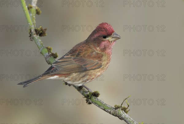 Purple Finch (Haemorhous purpureus) male, British Columbia, Canada