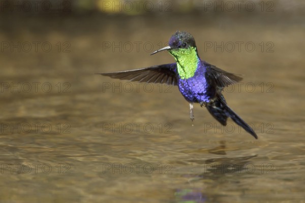 Crowned Woodnymph (Thalurania colombica), Costa Rica