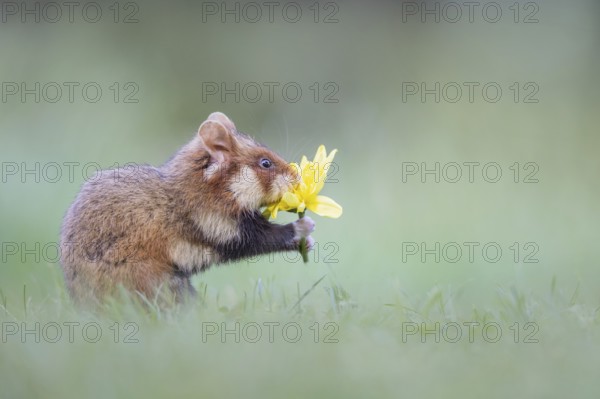 Common Hamster (Cricetus cricetus) foraging on meadow holding blossom of Dandelion (Taraxacum officinale) in its paws, Vienna, Austria