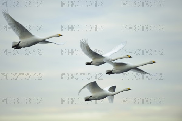 Whooper Swan (Cygnus cygnus) flying, Lower Saxony, Germany