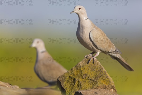 Eurasian Collared Dove (Streptopelia decaocto), Rhineland-Palatinate, Germany