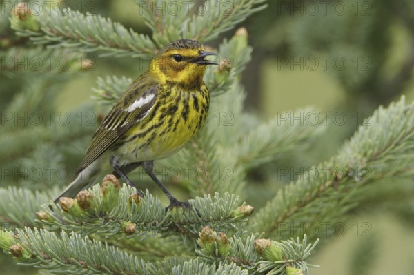 Cape May Warbler (Setophaga tigrina) singing, Manitoba, Canada