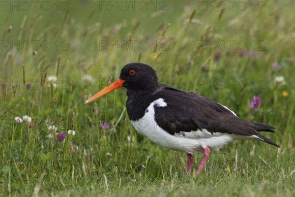 Eurasian Oystercatcher (Haematopus ostralegus), Texel, Netherlands