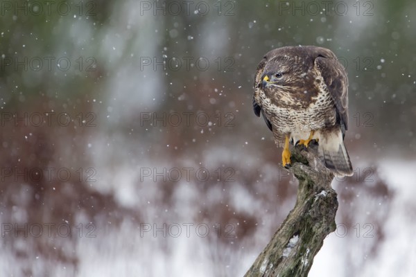 Common Buzzard (Buteo buteo), Saxony-Anhalt, Germany
