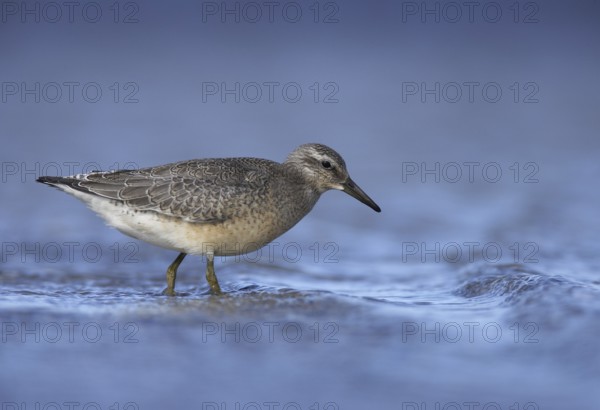 Red Knot (Calidris canutus), Mecklenburg-Western Pomerania, Germany
