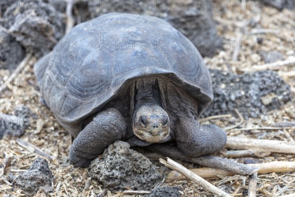 Giant tortoise (Chelonoidis nigra), Santa Cruz, Galapagos, Ecuador