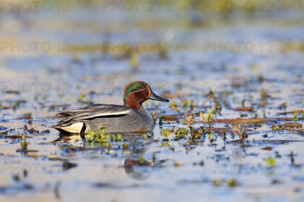 Teal (Anas crecca), drake, swimming, North Rhine-Westphalia, Germany
