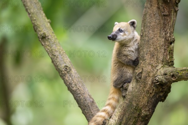 South American coati (Nasua nasua) youngster klimbing a little tree, captive, Zoo Augsburg
