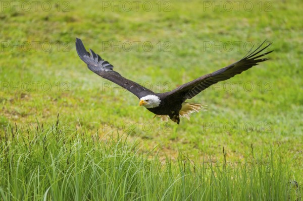Bald eagle (Haliaeetus leucocephalus) flying over a pond, hunting, Bavaria, Germany
