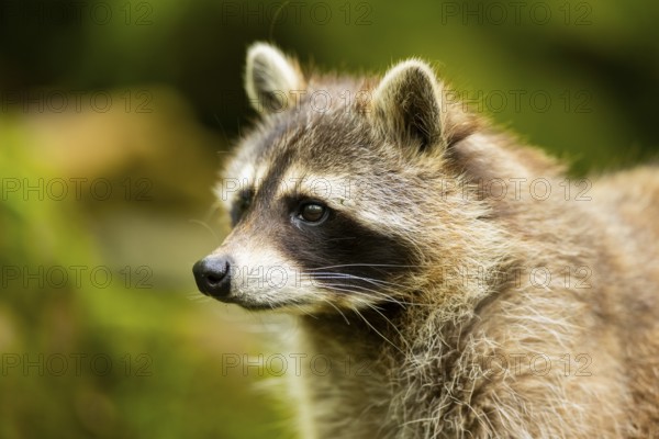 Common raccoon (Procyon lotor), portrait, Bavaria, Germany