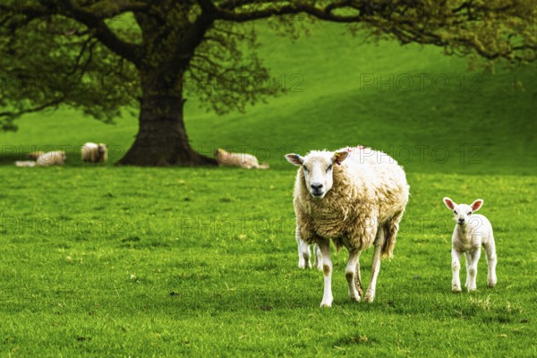 Sheeps, Pooley Bridge, Ullswater Lake, Lake District National Park, Cumbria, England, United Kingdom