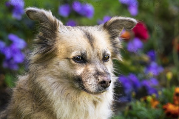 Light brown mixed-breed dog, medium-length coat, portrait, in the garden. Older dog, white muzzle. Germany