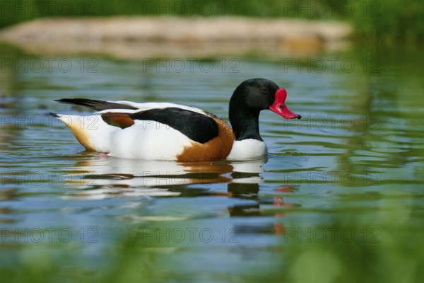 Swimming duck with red beak in clear water, shelduck (Tadorna tadorna), spring, France