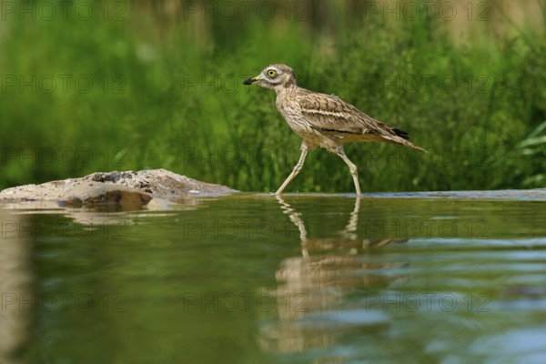 A bird in a calm environment, reflected on a water surface surrounded by green foliage, Stone Curlew (Burhinus oedicnemus), spring, France