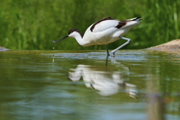 Avocet with curved bill over the water, beginning to drink with drops visible, Avocet (Recurvirostra avosetta), spring, France