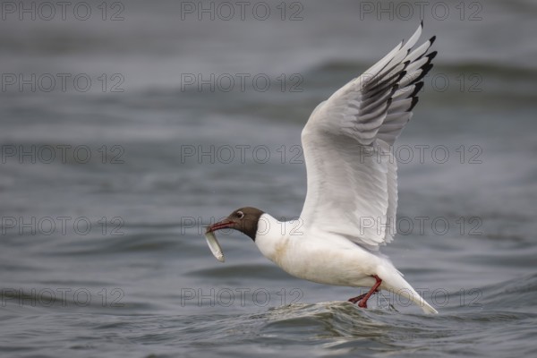 Black-headed gull (Chroicocephalus ridibundus) in summer plumage, with a small fish in its beak, near Hvide Sande, Ringkøbing Fjord, North Sea, Denmark