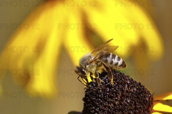 European honey bee (Apis mellifera), collecting nectar from a yellow coneflower (Echinacea paradoxa), Wilnsdorf, North Rhine-Westphalia, Germany