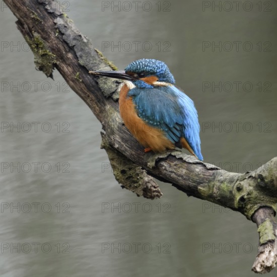 Breeding preparations... Kingfisher (Alcedo atthis) with remains of soil on its beak from digging its breeding tube, male adult bird, native birdlife, wildlife, nature, Lower Rhine, Rhineland, North Rhine-Westphalia, Germany, Western Europe