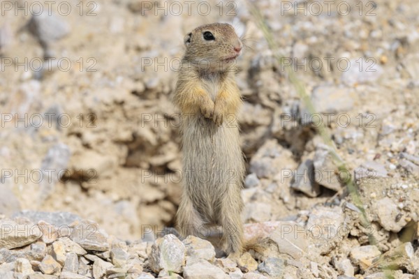 A young European ground squirrel (Spermophilus citellus) or European souslik stands upright on a gravel mound near its burrow