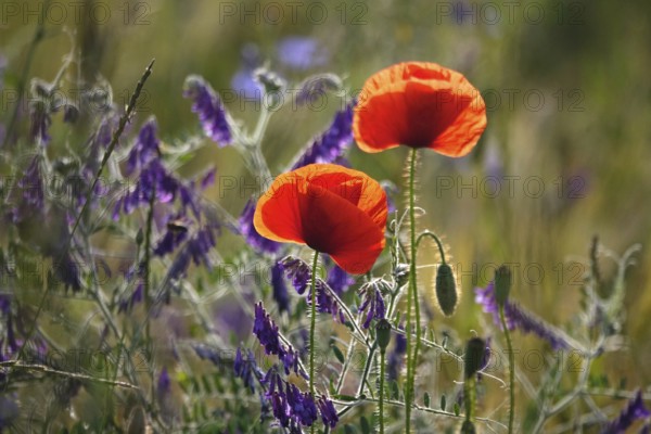 Beautiful picturesque poppy field, June, Germany