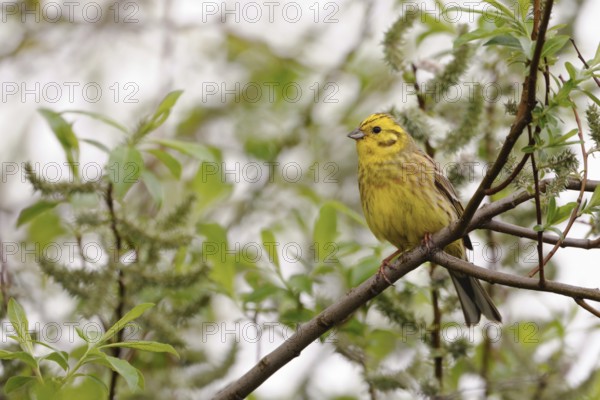 In the pasture... Yellowhammer (Emberiza citrinella), conspicuous native, widespread songbird, males impress in spring with their beautiful golden yellow plumage, native birds, wildlife, nature, Lower Rhine, North Rhine-Westphalia, Germany, Western Europe