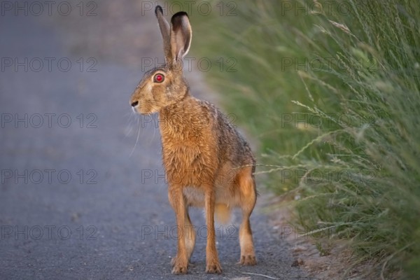 A hare sits on a dirt track at sunrise in the north-west of Frankfurt am Main, Frankfurt am Main, Hesse, Germany