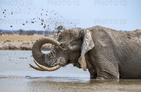 African elephant (Loxodonta africana), adult, standing in water, splashing itself with water at a waterhole, Nxai Pan National Park, Botswana