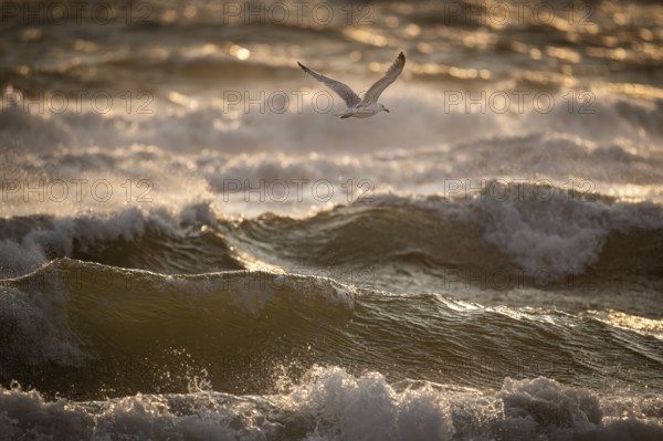 Herring gull (Larus argentatus) in flight over the surf looking for starfish, evening light, Hvide Sande, North Sea, Denmark