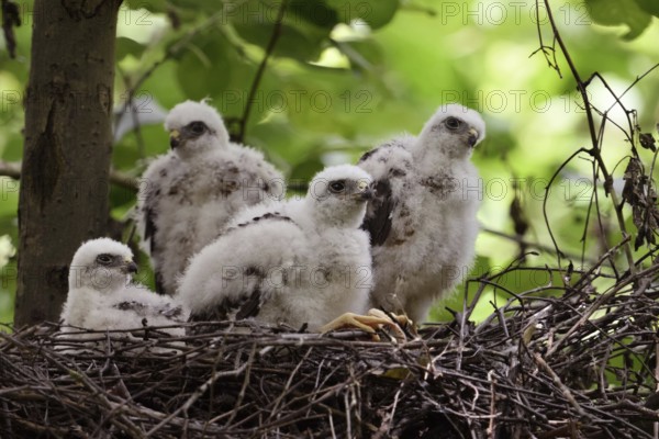 Chicks in the nest... Sparrowhawk (Accipiter nisus), young, not yet fledged birds of prey in down plumage, beginning moult into juvenile plumage, sparrowhawk offspring in their nest in the crown of a deciduous tree, local nature, Meerbusch, Lower Rhine, Rhineland, North Rhine-Westphalia, Germany, Western Europe
