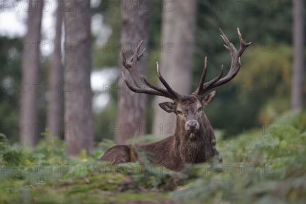 Click contact... Red deer (Cervus elaphus) resting in the middle of the forest in high Fran, lying on the ground, recovering, native nature, North Rhine-Westphalia, Germany, Western Europe