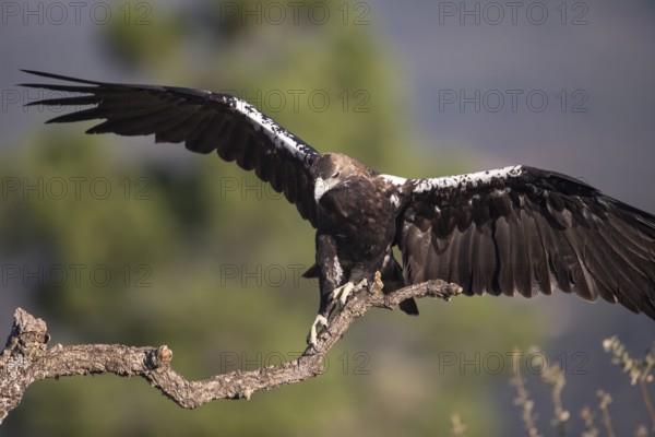 Iberian Eagle (Aquila adalberti), Spanish imperial eagle, Extremadura, Castilla La Mancha, Spain