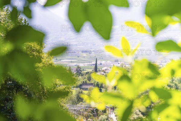 A view through green leaves of a valley in a sunny landscape, Botanical Garden, The Gardens of Trauttmansdorff Castle, Merano, South Tyrol, Italy