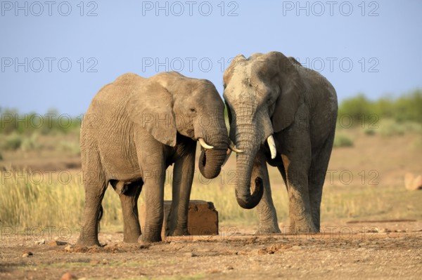 African elephant (Loxodonta africana), adult, two, drinking, waterhole, Kruger, Kruger National Park, South Africa