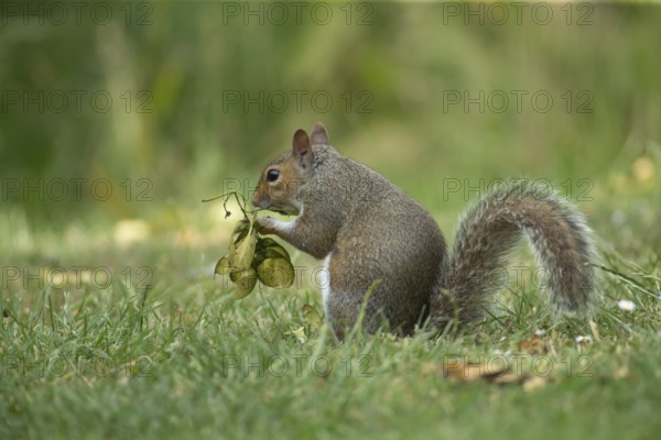 Grey squirrel (Sciurus carolinensis) adult animal feeding on seeds from a Sycamore tree on a garden grass lawn in the summer, England, United Kingdom