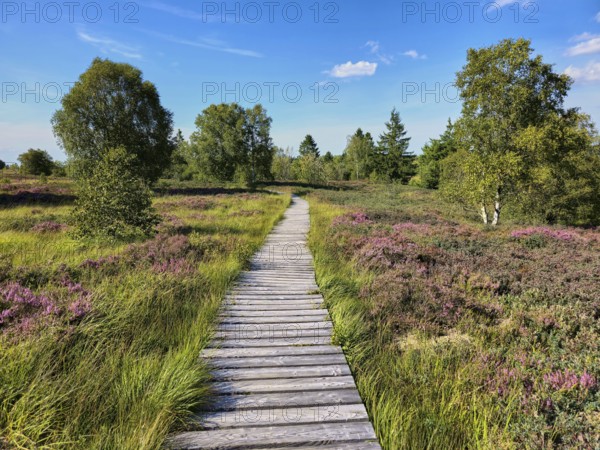 Wooden path leading through heather and green meadows under a clear blue sky, summer, High Fens, Eifel National Park, Mützenich, Waimes, Liège, Belgium