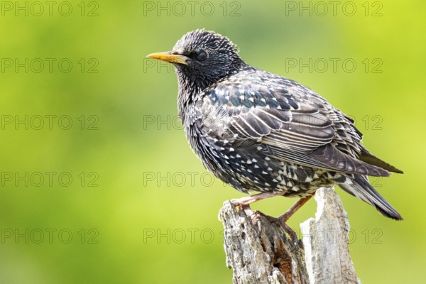 Starling (Sturnus vulgaris) Germany