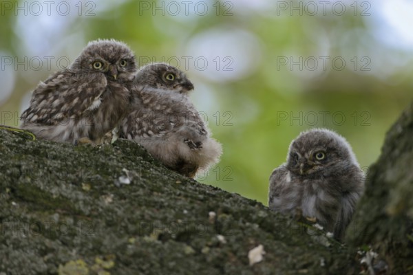 High up in an old tree... Little owl (Athene noctua), young little owls, owls, owlets, not fledged young birds, baby birds, cute animal children, cute bird children, funny picture, wildlife, native nature, animal world, Germany