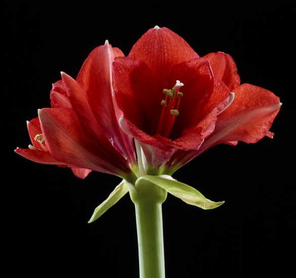 Amaryllis blossoms (Hippeastrum striatum)