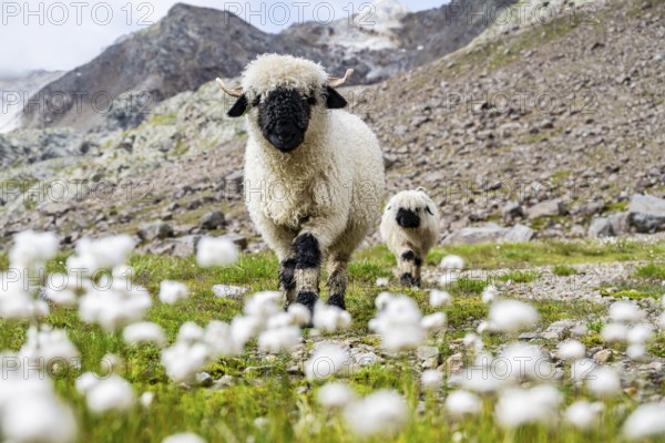 Two Valais Blacknose sheep (Ovis gmelini aries), in meadow with flowering white cotton grass, high alpine mountain valley, Obere Senner Egete, Stubai Alps, near Ridnaun, South Tyrol, Italy