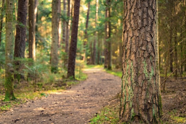 A hiking trail leads through a dense forest, past a tree overgrown with moss, Gechingen, district of Calw, Germany