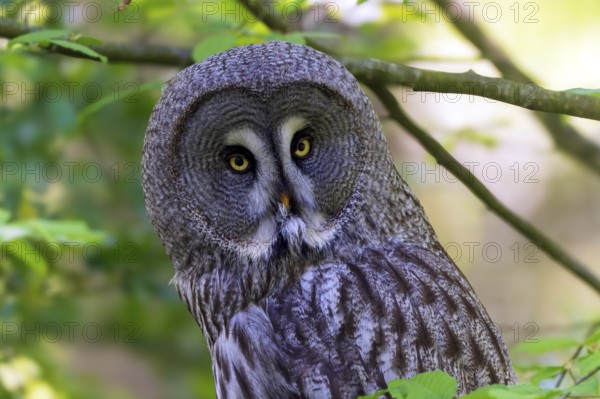 Large owl with striking yellow eyes in a green forest environment, Barred Owl (Strix nebulosa), France