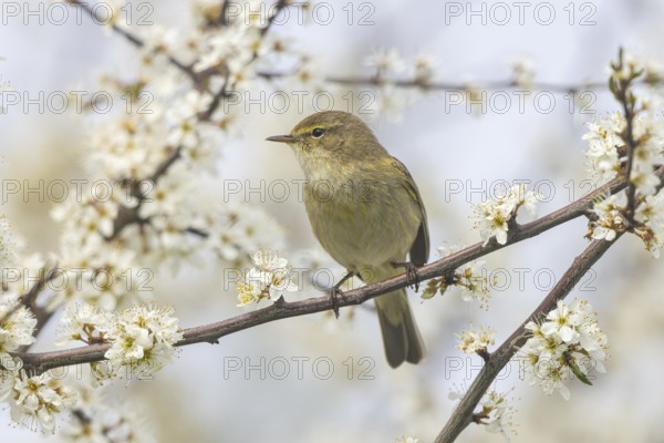 Common Chiffchaff (Phylloscopus collybita) perched on a branch, North Rhine-Westphalia, Germany