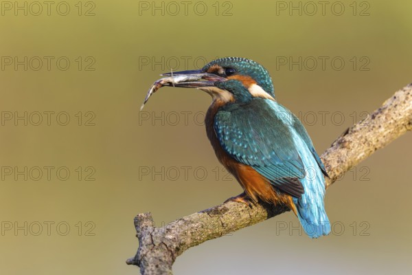 Common Kingfisher (Alcedo atthis) with fish prey in its beak, North-Rhine Westphalia, Germany