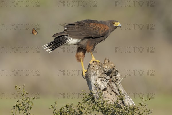 Harris's Hawk (Parabuteo unicinctus) perched on a stump, Texas, USA