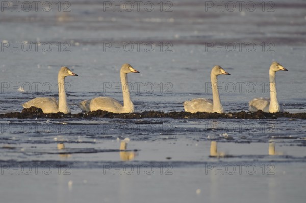 Whooper Swan (Cygnus cygnus), Lower Saxony, Germany